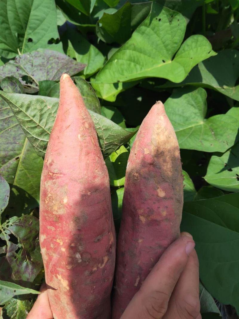 【代发】红薯沙地西瓜红蜜薯湛江产地一手货源