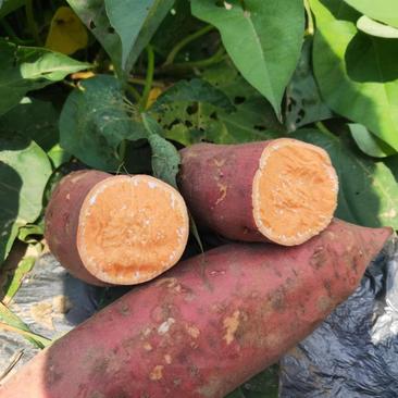 【代发】红薯沙地西瓜红蜜薯湛江产地一手货源