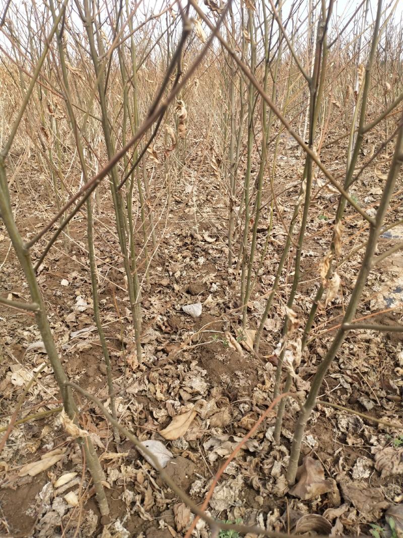 拐枣苗拐枣树拐枣树苗0.5-1.5厘米通货大量供应