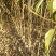拐枣苗拐枣树拐枣树苗0.5-1.5厘米通货大量供应