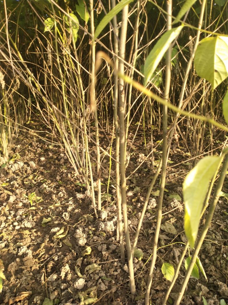 拐枣苗拐枣树拐枣树苗0.5-1.5厘米通货大量供应