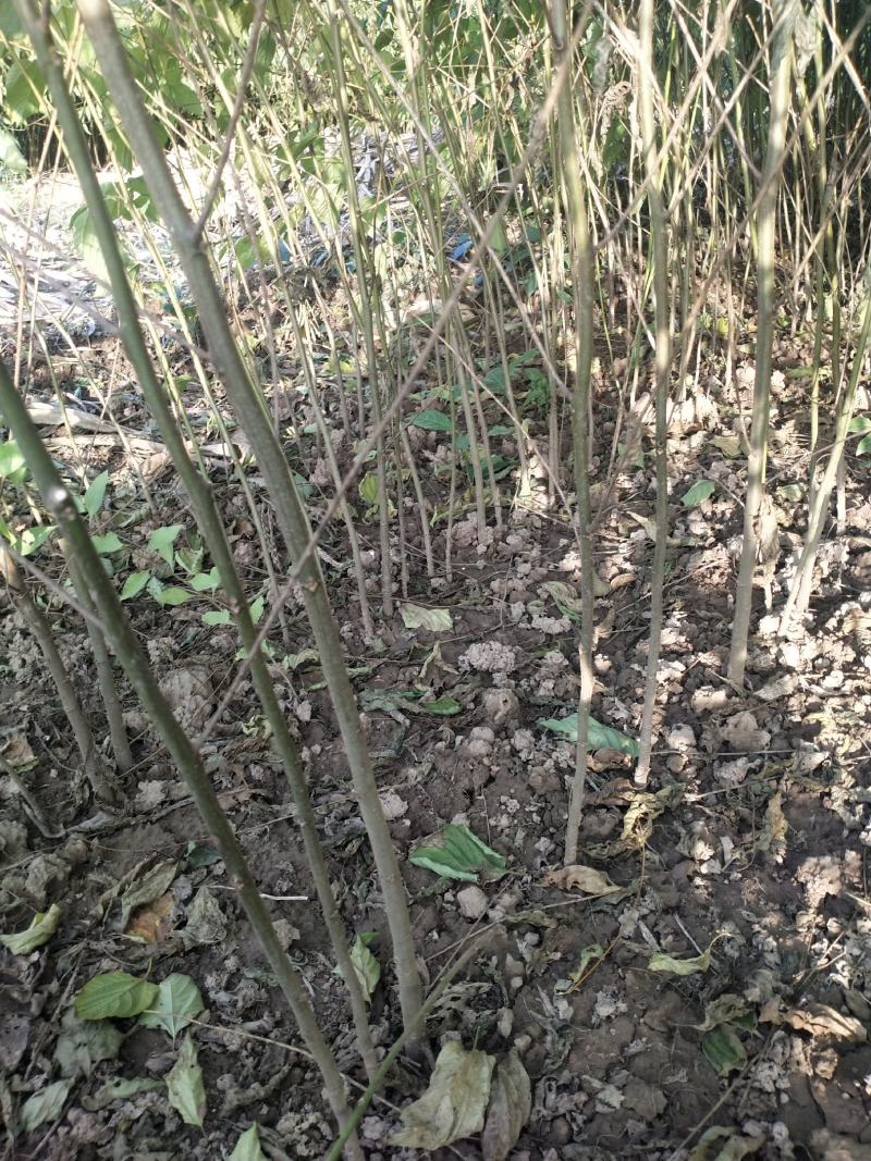 拐枣苗拐枣树拐枣树苗0.5-1.5厘米通货大量供应
