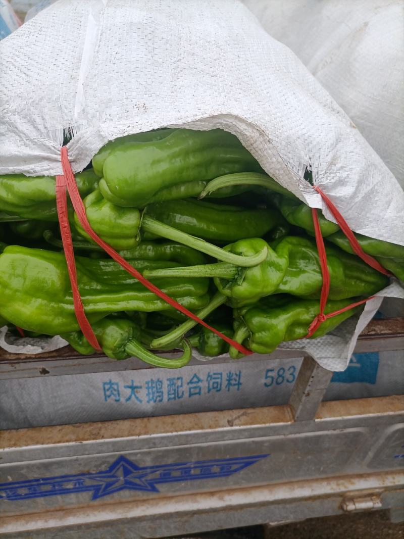 鲜辣椒，苏椒五号，产地直销直发欢迎光临发