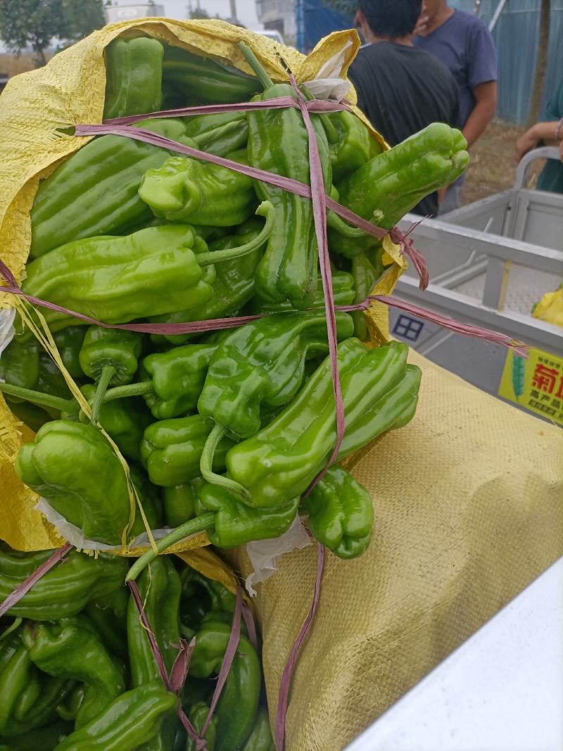 鲜辣椒，苏椒五号，产地直销直发欢迎光临发