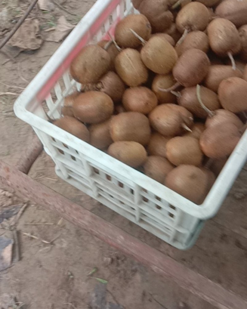 猕猴桃大量上市，质量好，价格便宜，有需要的朋友请联系我