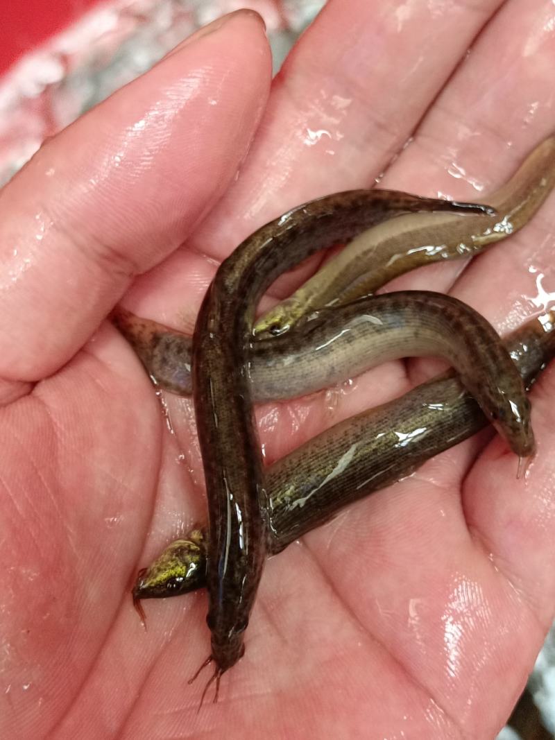 优质品种台湾泥鳅正宗泥鳅苗泥鳅水花苗场地直供