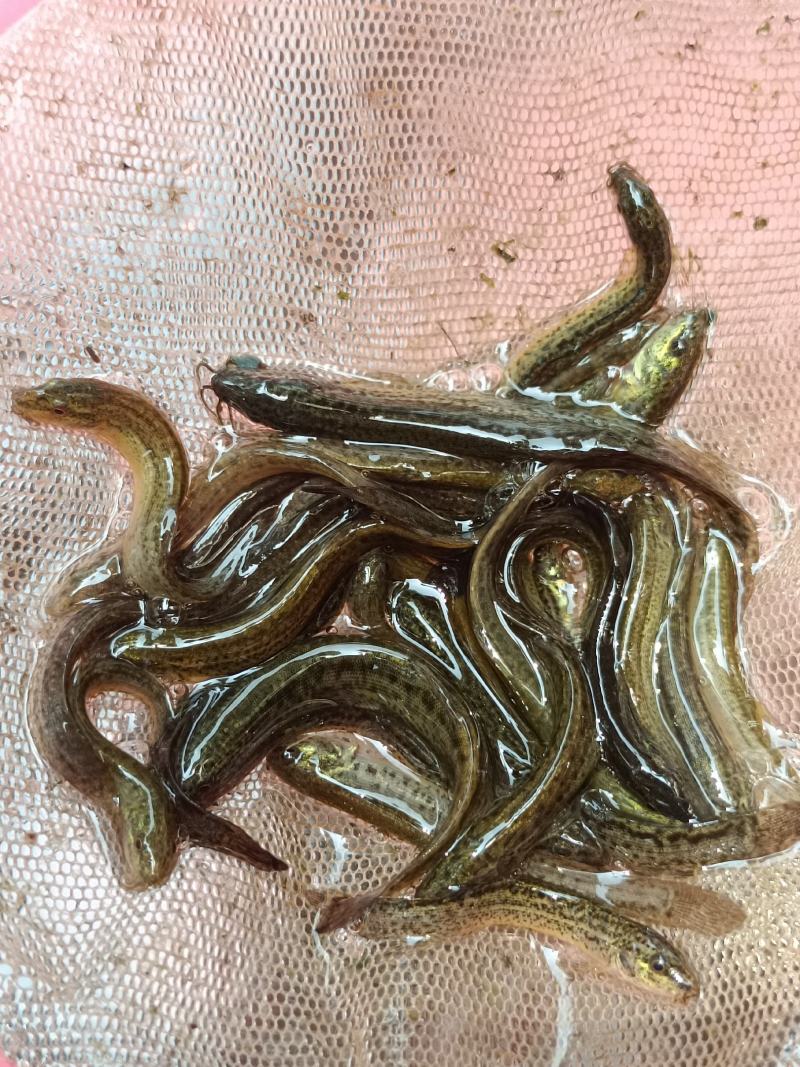 优质品种台湾泥鳅正宗泥鳅苗泥鳅水花苗场地直供