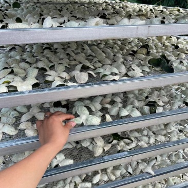 陈皮青皮2023新货青皮三花大量现货批发