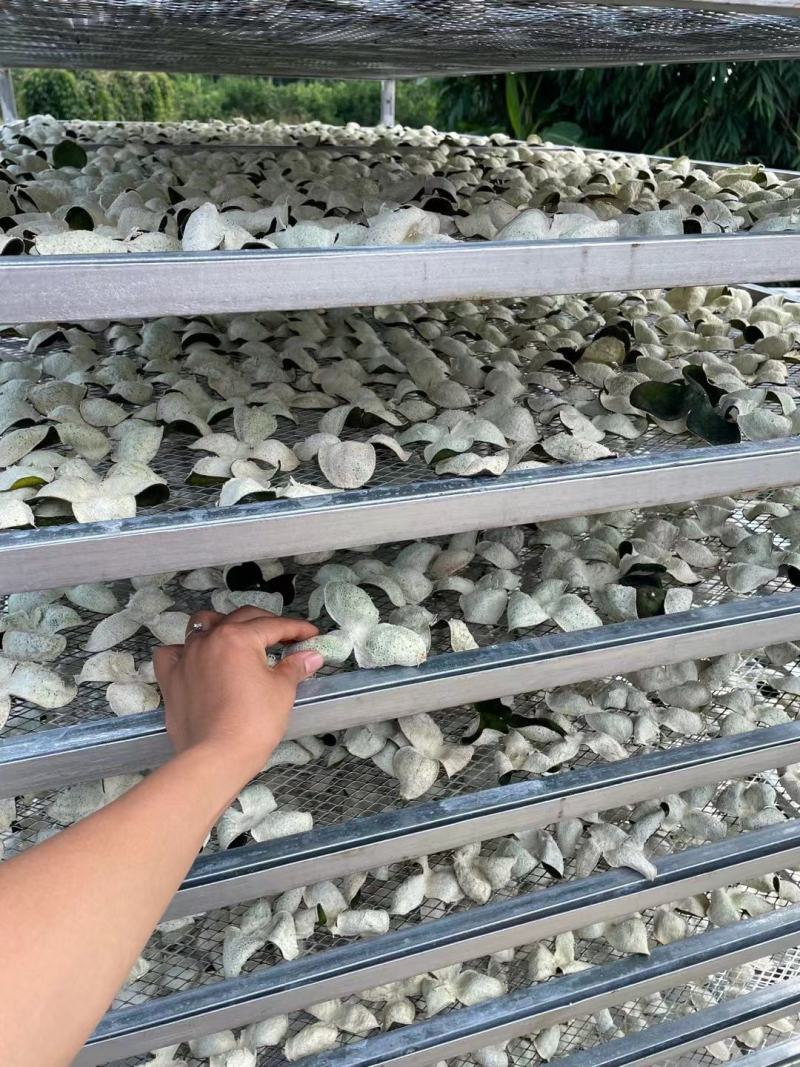 陈皮青皮2023新货青皮三花大量现货批发
