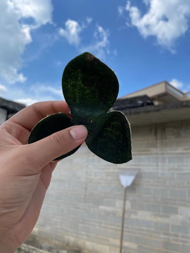 陈皮青皮2023新货青皮三花大量现货批发