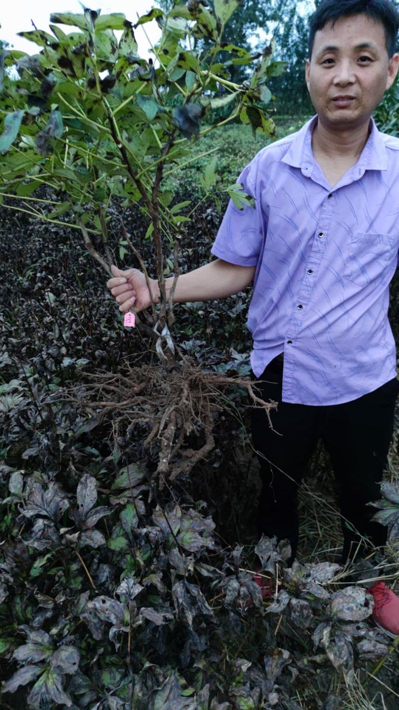 保品种，保成活杜干牡丹苗，现在是种植季节，