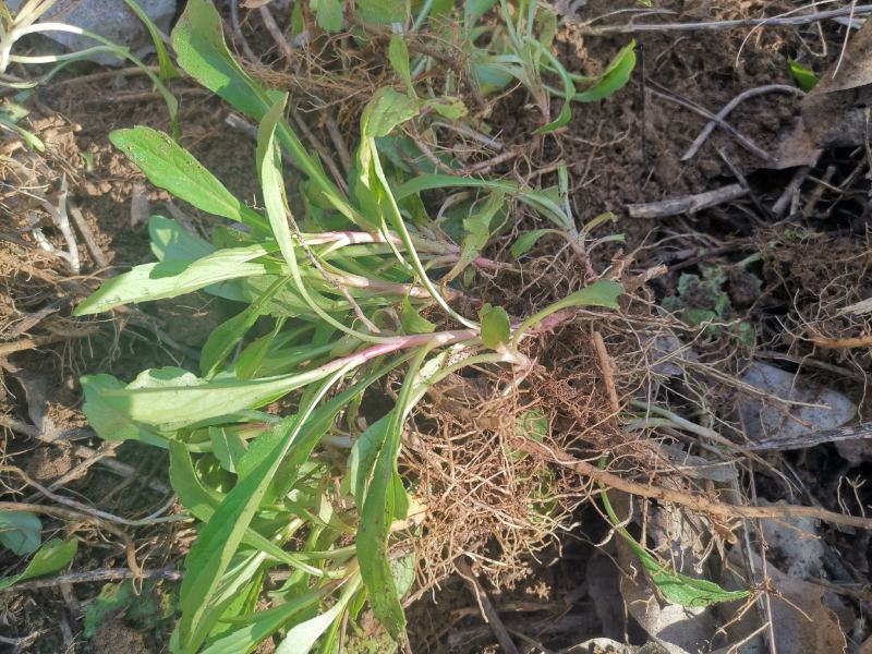 马兰头种苗山东野菜种植基地红梗菜种子多年生四季播蔬菜