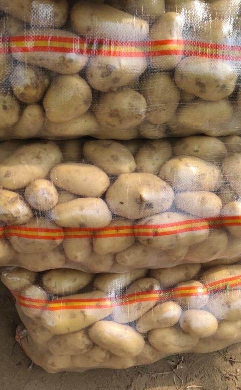 《实力供应商》荷兰十五土豆，河南土豆，全国发货，价格合理