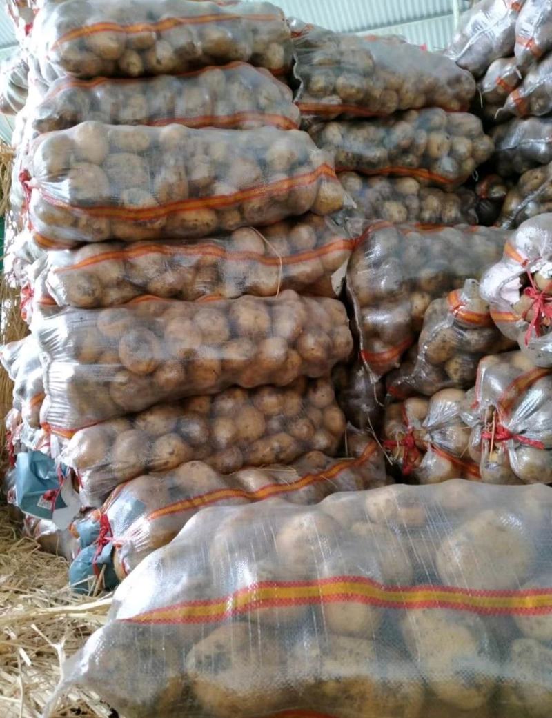 《实力供应商》荷兰十五土豆，河南土豆，全国发货，价格合理