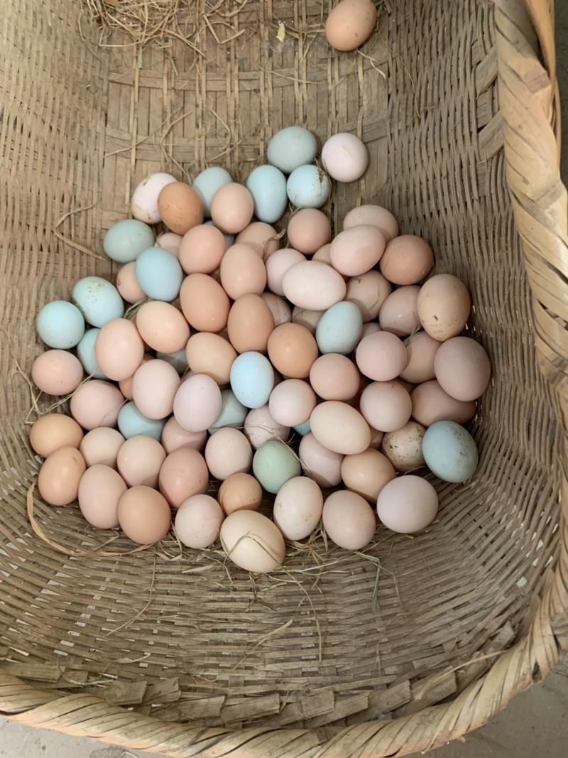 自家林下养殖的土鸡蛋，蛋黄粉，无添加！111
