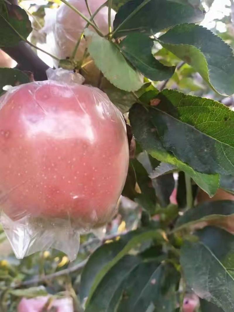 中秋王苹果，颜色好，口感脆甜，大众口味。