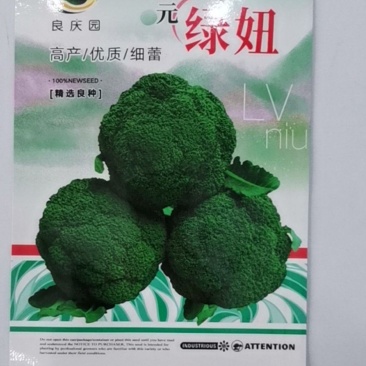 绿妞西兰花，是个春季播种西兰花，中晚熟，抗性好，不易空心