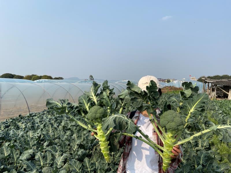 绿妞西兰花，是个春季播种西兰花，中晚熟，抗性好，不易空心