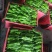 精品薄皮芜湖椒，苏椒5号，砀椒品种全，代收代发全国