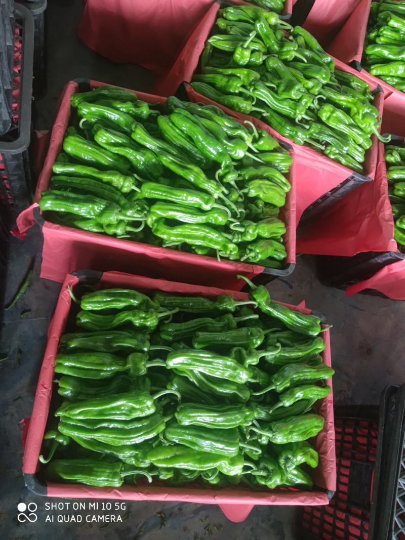 精品薄皮芜湖椒，苏椒5号，砀椒品种全，代收代发全国