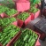 精品薄皮芜湖椒，苏椒5号，砀椒品种全，代收代发全国