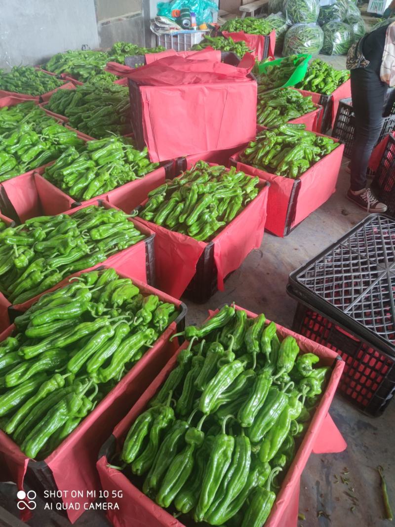精品薄皮芜湖椒，苏椒5号，砀椒品种全，代收代发全国