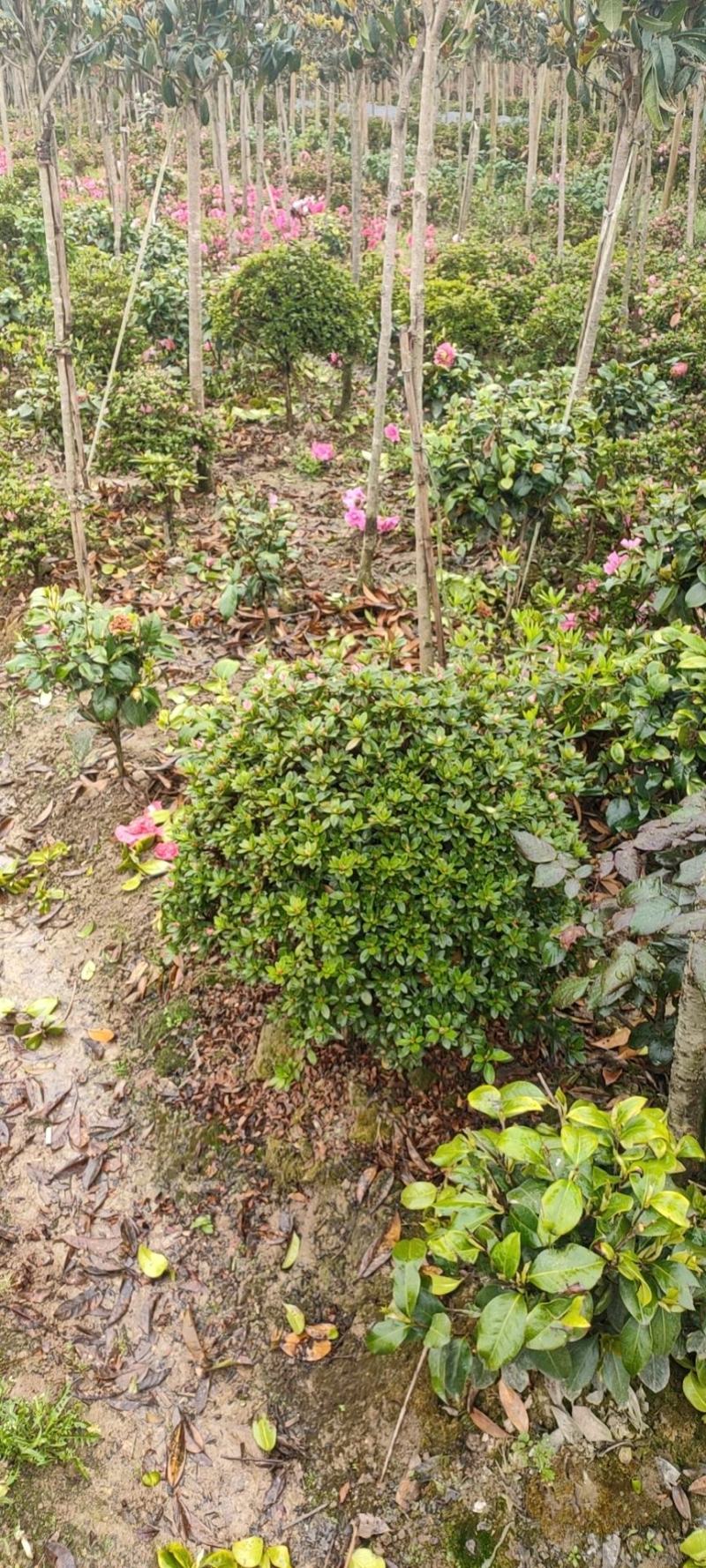 杜鹃球，又名映山红，，通常枝叶繁茂，花朵又大又美。