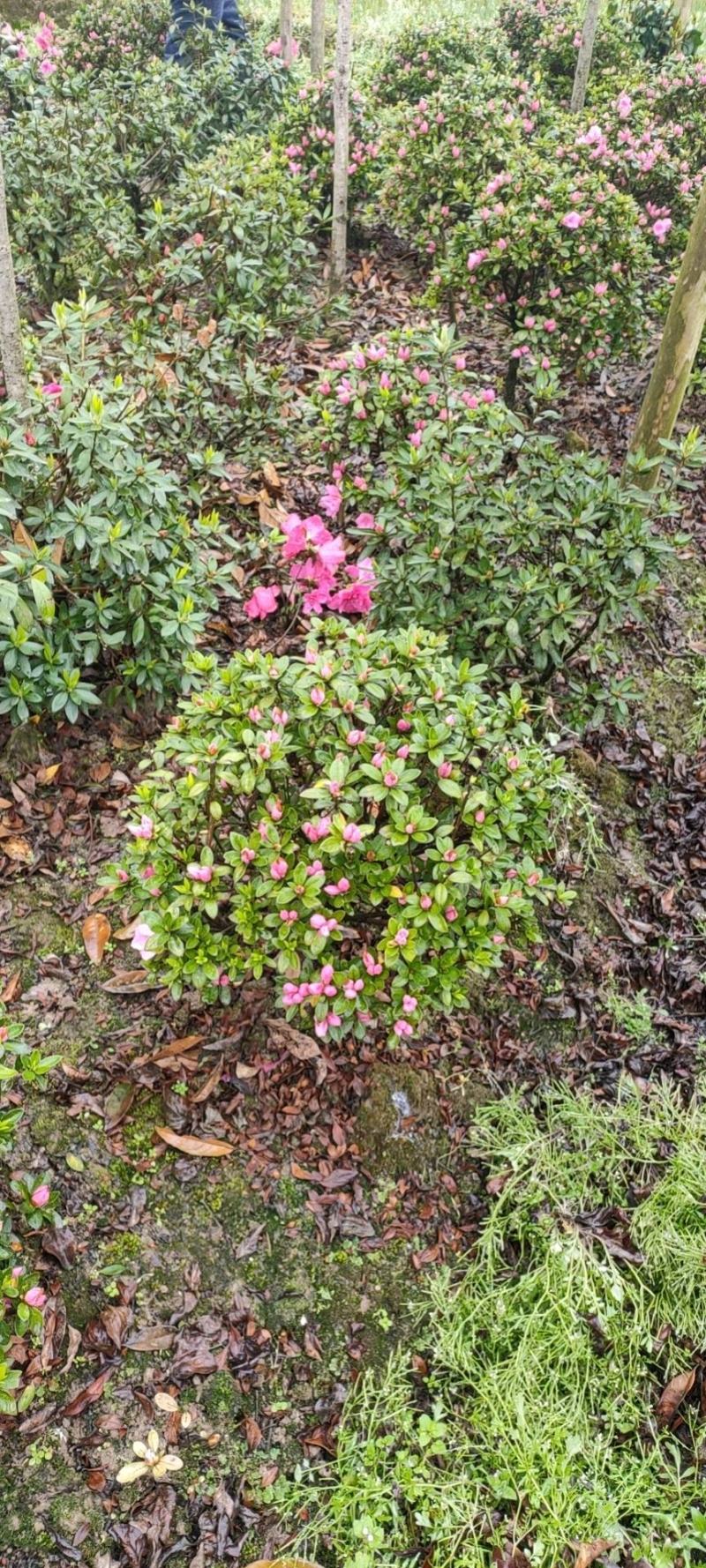 杜鹃球，又名映山红，，通常枝叶繁茂，花朵又大又美。