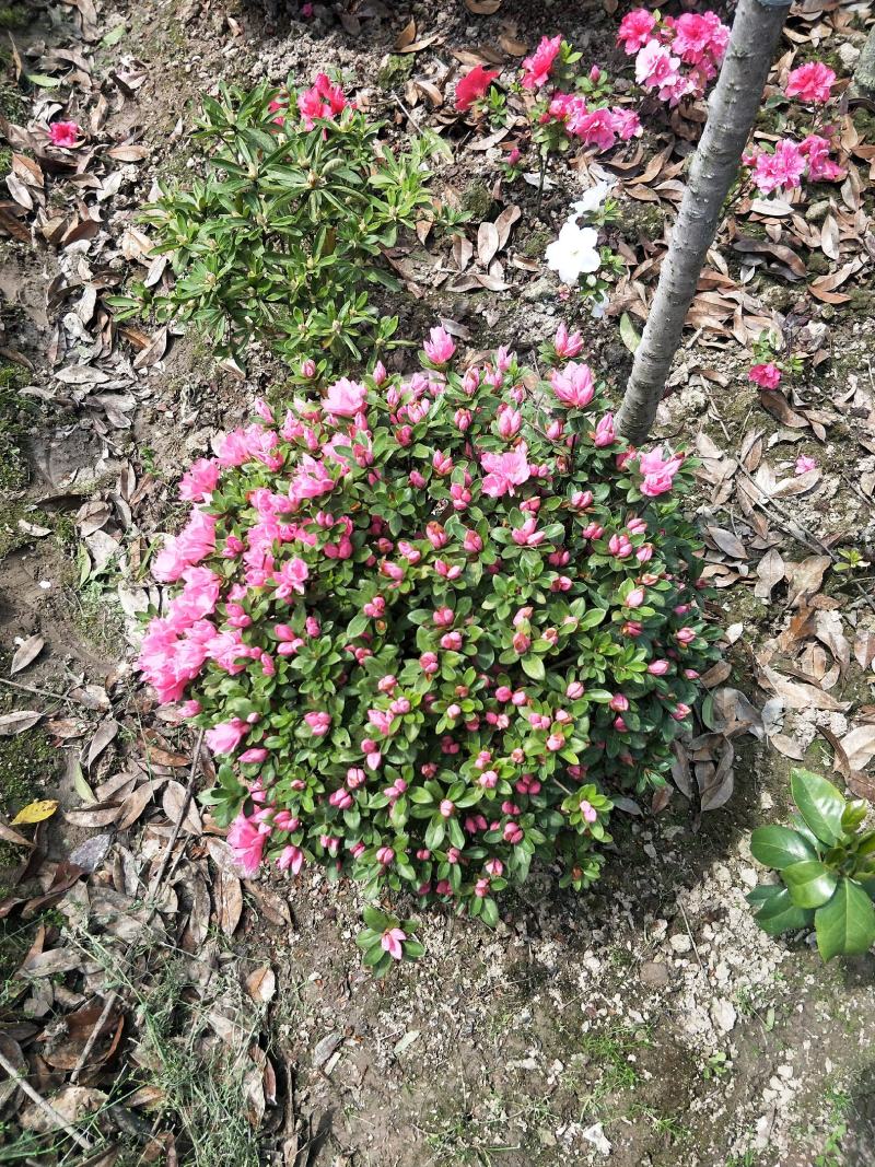 杜鹃球，又名映山红，，通常枝叶繁茂，花朵又大又美。