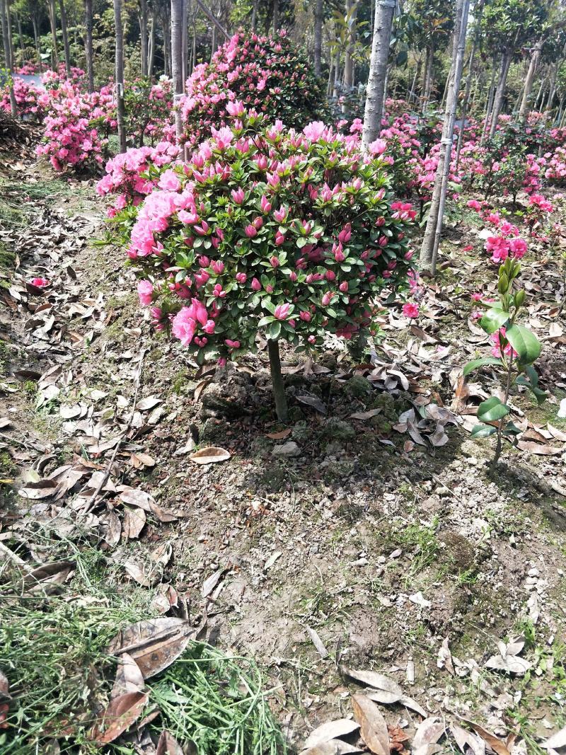 杜鹃球，又名映山红，，通常枝叶繁茂，花朵又大又美。