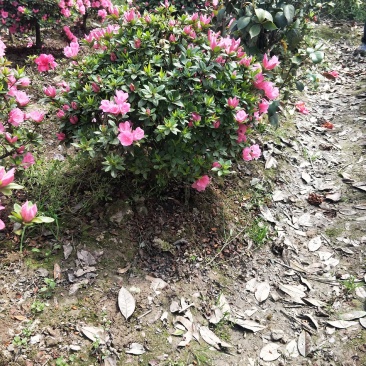 杜鹃球，又名映山红，，通常枝叶繁茂，花朵又大又美。