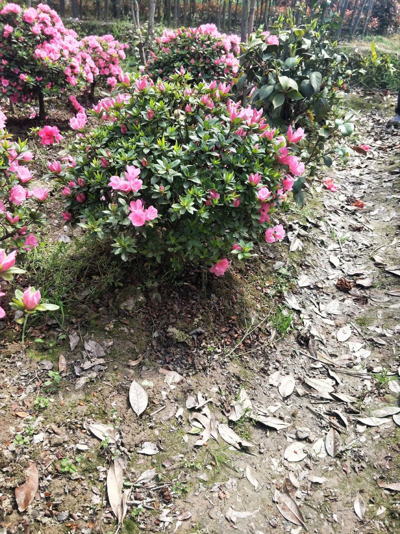 杜鹃球，又名映山红，，通常枝叶繁茂，花朵又大又美。