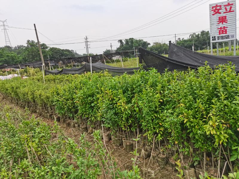 无籽石榴苗突尼斯杯苗带土带叶广西发货大量有货