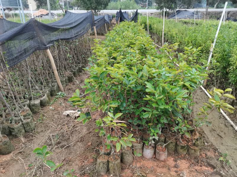 无籽石榴苗突尼斯杯苗带土带叶广西发货大量有货