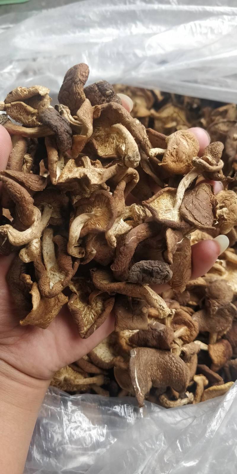 野生香菇，和种植的区别相差大，味道鲜香。
