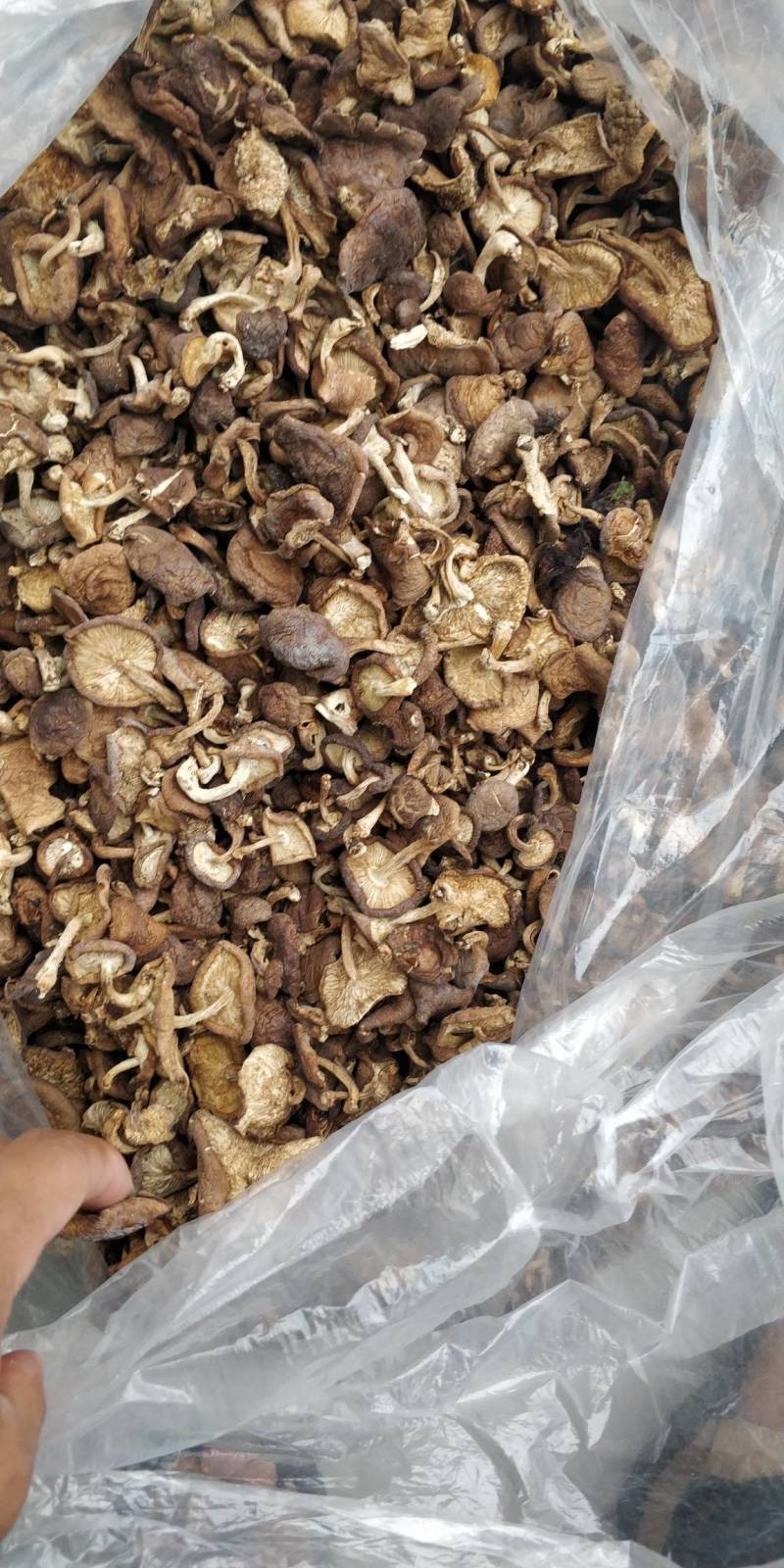野生香菇，和种植的区别相差大，味道鲜香。