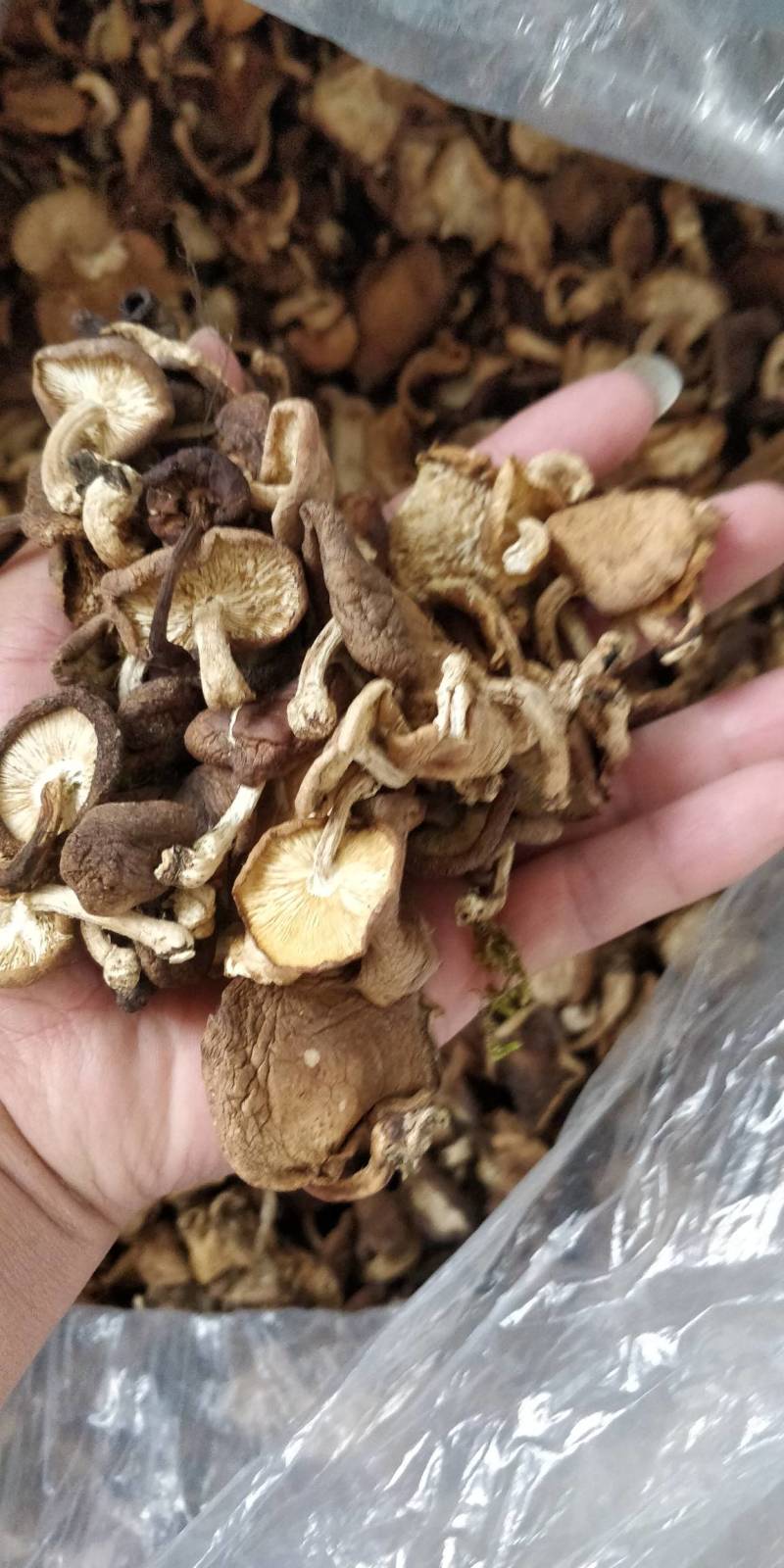野生香菇，和种植的区别相差大，味道鲜香。