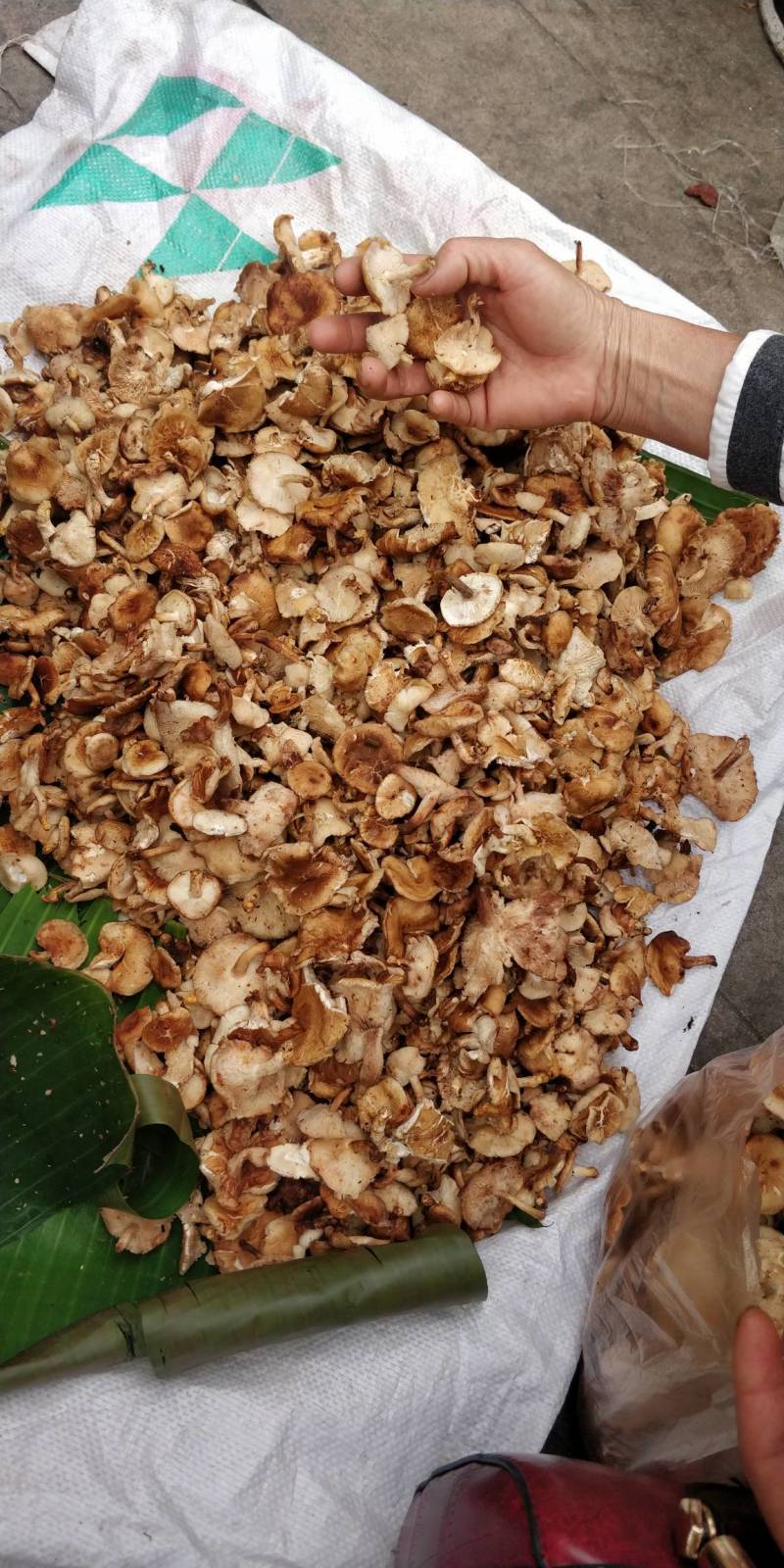 野生香菇，和种植的区别相差大，味道鲜香。