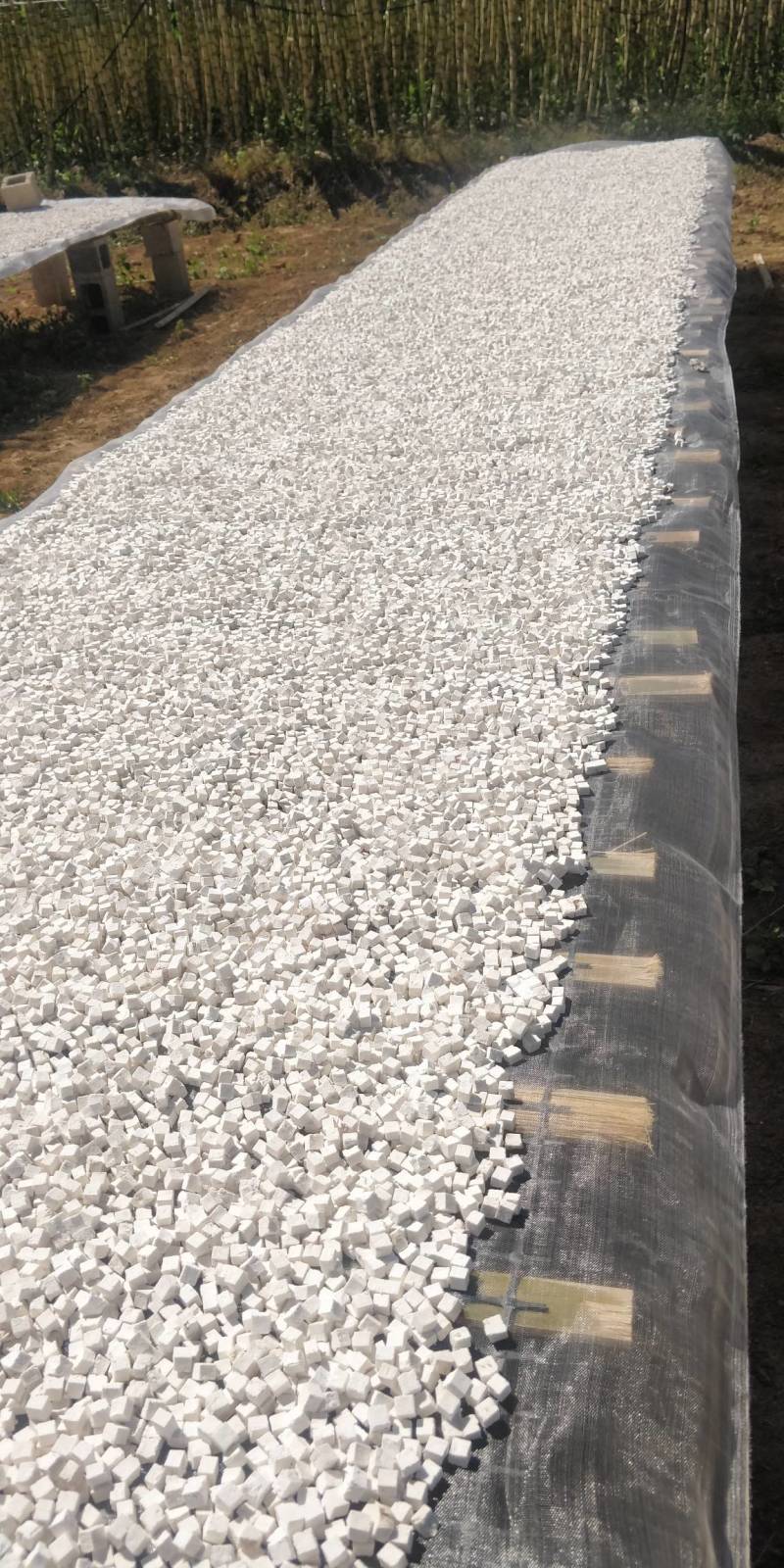 茯苓松茯苓，茯苓丁