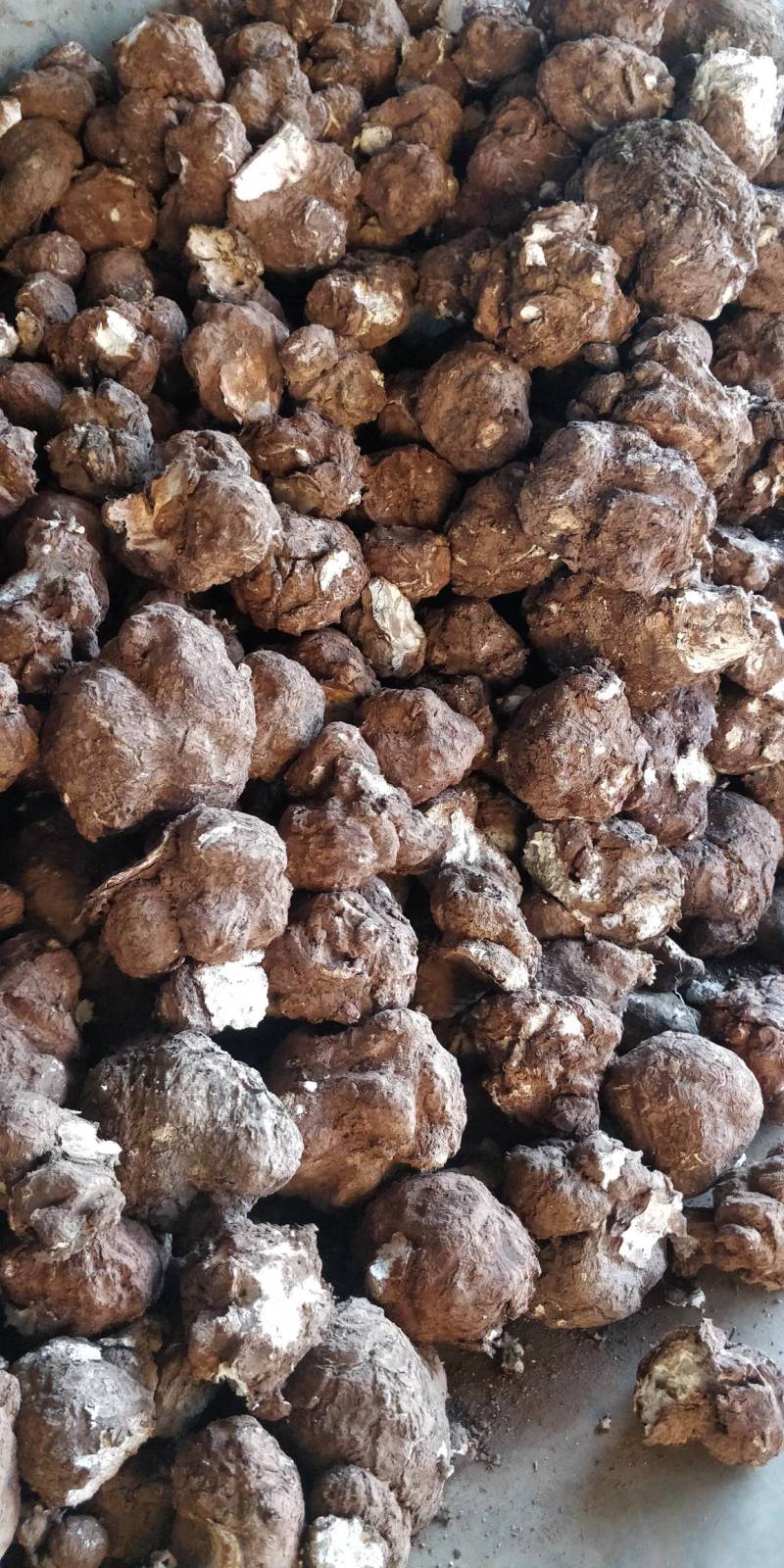 茯苓松茯苓，茯苓丁