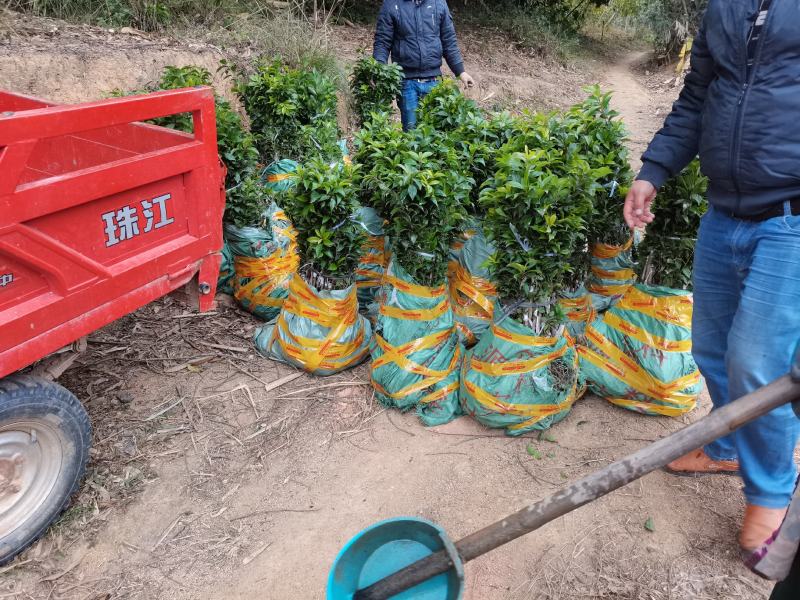 三华李苗银妃三华李，早熟晚熟三华李苗嫁接苗