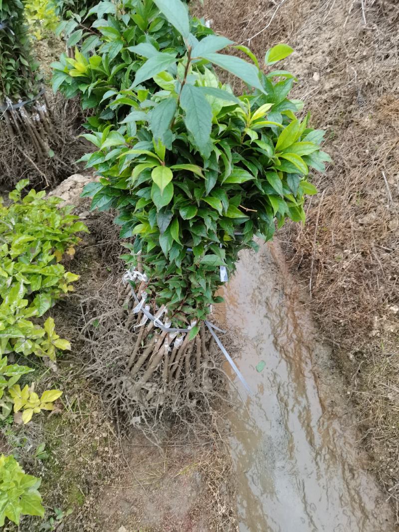 三华李苗银妃三华李，早熟晚熟三华李苗嫁接苗