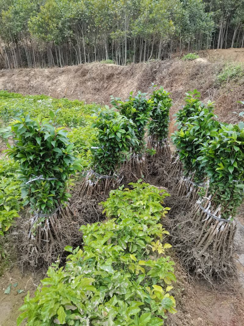三华李苗银妃三华李，早熟晚熟三华李苗嫁接苗