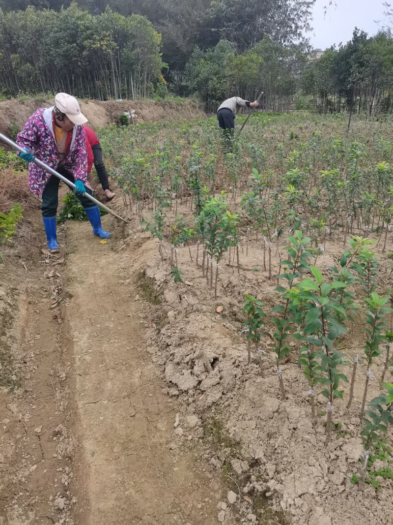 三华李苗银妃三华李，早熟晚熟三华李苗嫁接苗
