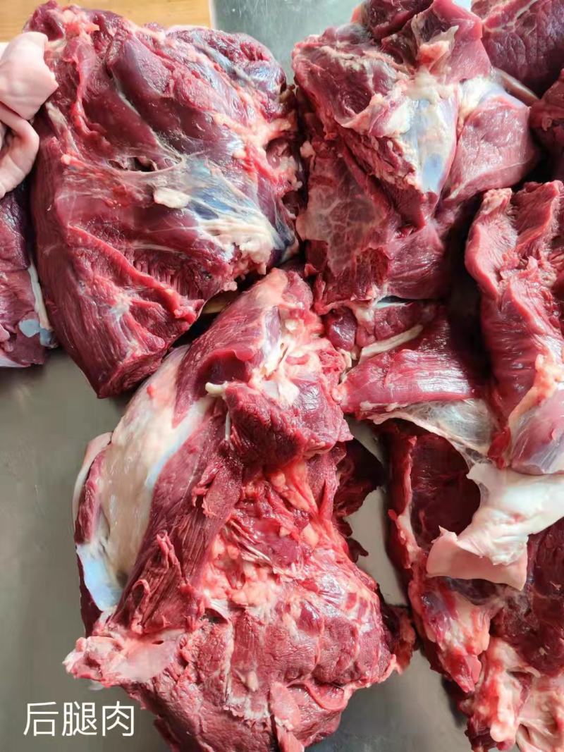 蒙古马肉五分体蒙古马肉活马吊宰，精修去油当天发新鲜