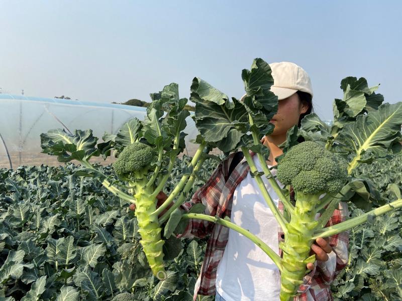 绿秀春花，是个春季播种西兰花，中晚熟，抗性好，颜色漂亮花