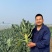 绿秀春花，是个春季播种西兰花，中晚熟，抗性好，颜色漂亮花