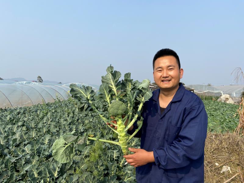 绿秀春花，是个春季播种西兰花，中晚熟，抗性好，颜色漂亮花