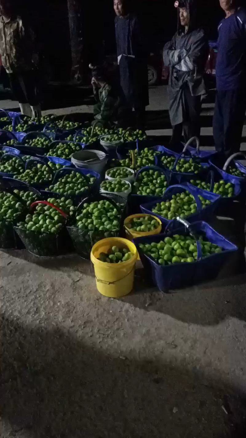 威海青皮无花果工厂加工果，可用于冻干烤干造酒寻合作厂家