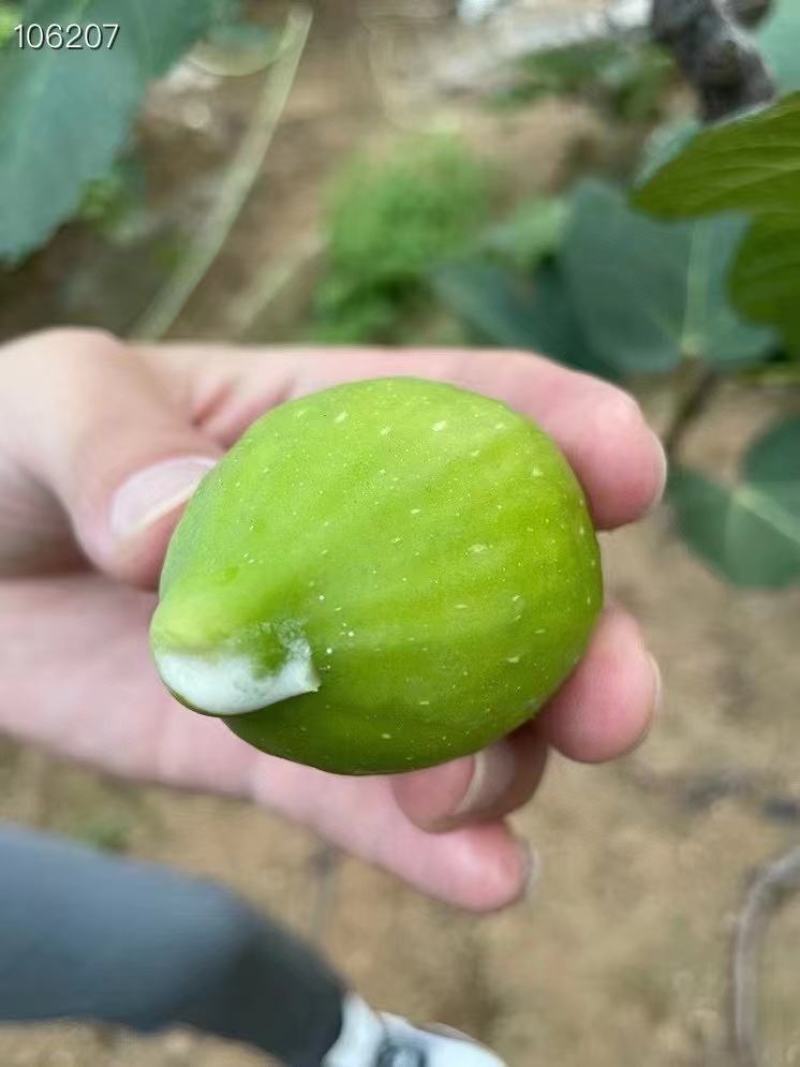 威海青皮无花果工厂加工果，可用于冻干烤干造酒寻合作厂家